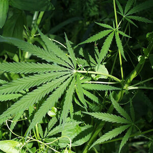 Cannabis & Hemp