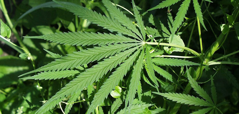 Marketing for Cannabis & Hemp Dispensaries